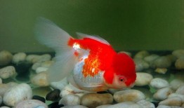 小金鱼最新爆料,揭秘娱乐圈最新动态