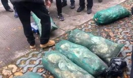 武汉偷甲鱼最新爆料,深夜盗猎者上演“水中盗宝”惊心动魄一幕