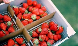 丹东草莓爆料视频最新,口感鲜美，品质卓越，带你领略东北草莓魅力