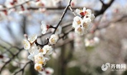 春暖花开最新爆料,揭秘最新爆料背后的精彩故事